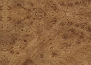 Корень вяза